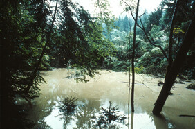 Die bis zu 40 m tiefe Rutschmasse erreichte den Höllbach am 1.8.1994. Innerhalb von Tagen wurde das Bachbett von der Rutschung verfüllt. Der neue Damm hatte eine Höhe von 20 m und staute den Bach zu einem neuen See. Flutwellenberechnungen auf der Ärgera wurden deshalb zur Risikoabschätzung durchgeführt. Bild: Rutschmasse staut Höllbach, Hugo Raetzo BAFU 1994
