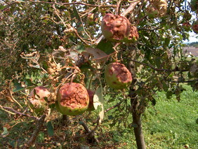 Durch starken Hagelschlag erlitten diese Tafeläpfel Totalschaden. Bild: Hagelschaden an Obstbäumen, Schweizer Hagel 2011.